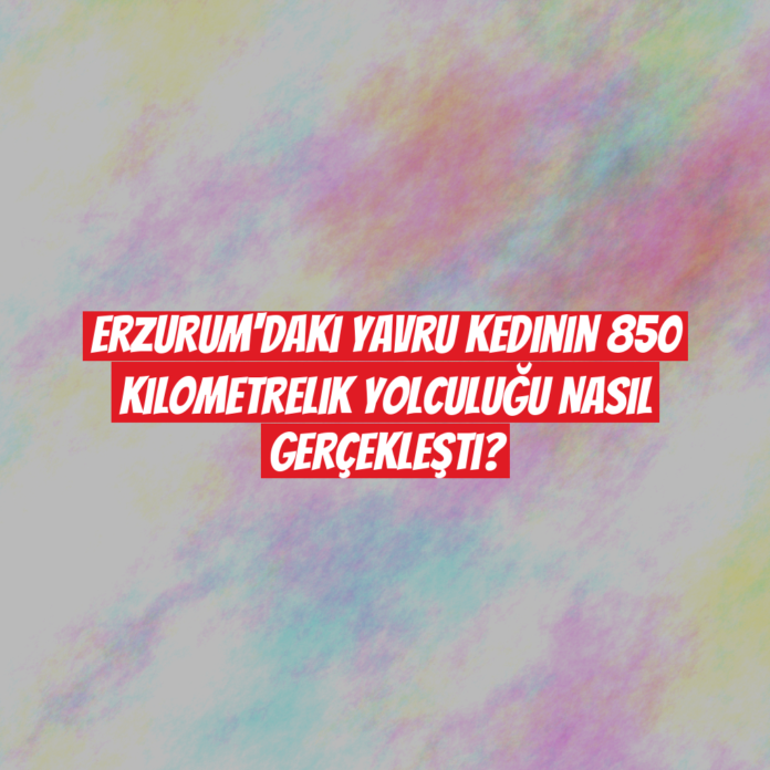 Erzurum'daki Yavru Kedinin 850 Kilometrelik Yolculuğu Nasıl Gerçekleşti?